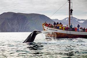 Whale watching from Húsavík