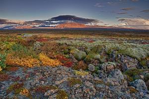 Autumn colours at Þingvellir National Park, South Iceland