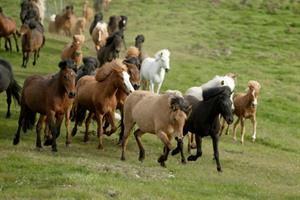 Icelandic horses, North Iceland
