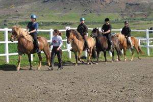 Getting to know the Icelandic horse