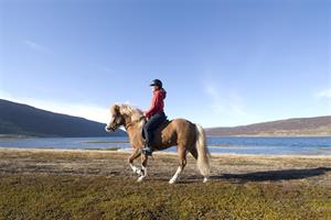 Riding the Icelandic horse at Heydalur