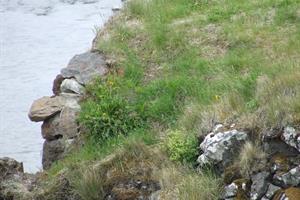 The troll Drífa smiles as she looks across the river