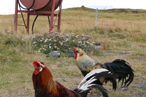 Roosters