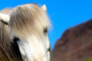 Icelandic horse Flóki