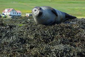 Seals on the rocky shore