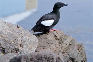 Sea birds are commonly seen  along the shore in the Westfjords