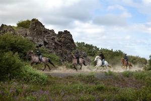 Galloping in Heiðmörk