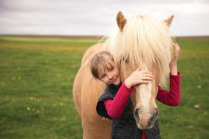 Connecting with the Icelandic horse