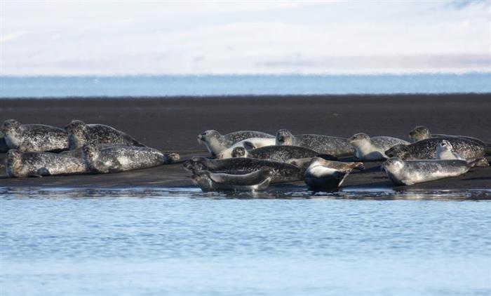 Things to do in North Iceland - Seals watching