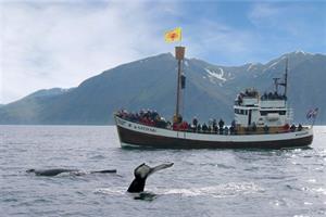 Whale watching from Húsavík 