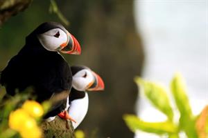Puffins at Cape Dyrhólaey