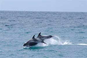 White-Beaked Dolphins