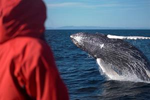 Breaching Humpback whale