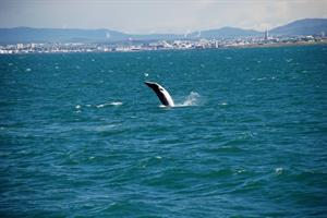 Minke whale