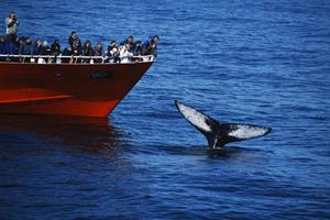 Humpback whale surfacing close to the boat