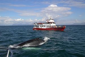 Humpback whale