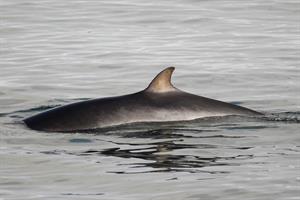 Minke whale surfacing