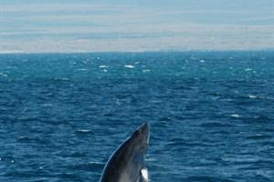 Minke whale