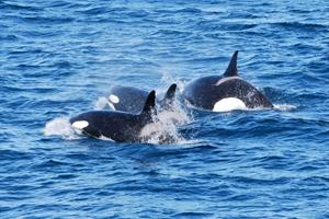Orca Killer Whales