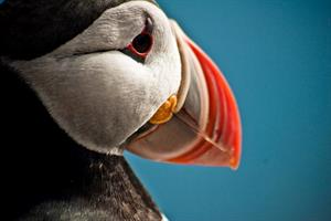 Puffin Express - Puffin