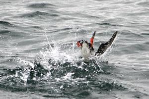 Puffin Express -In search of food