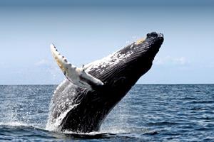 Humpback whale breaching
