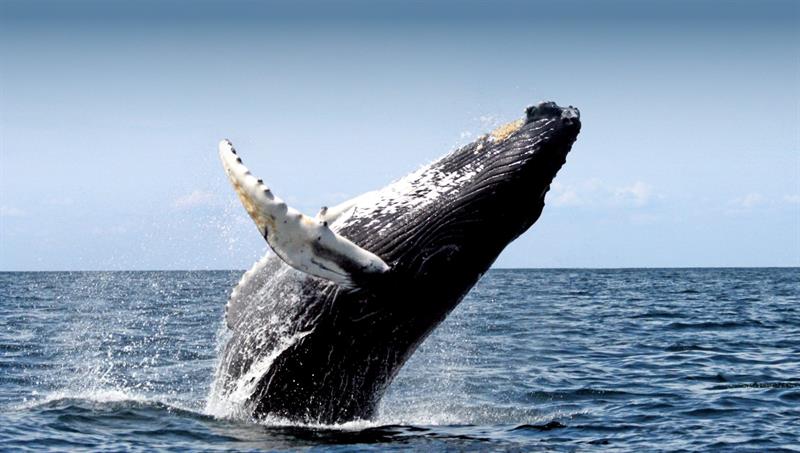 Humpback Whale breaching near Reykjavik