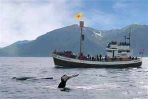Whale watching from Húsavík