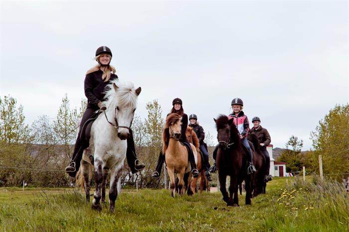 Things to do in North Iceland - Horseback riding