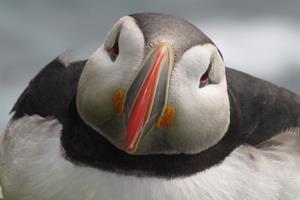 Puffin in East Iceland