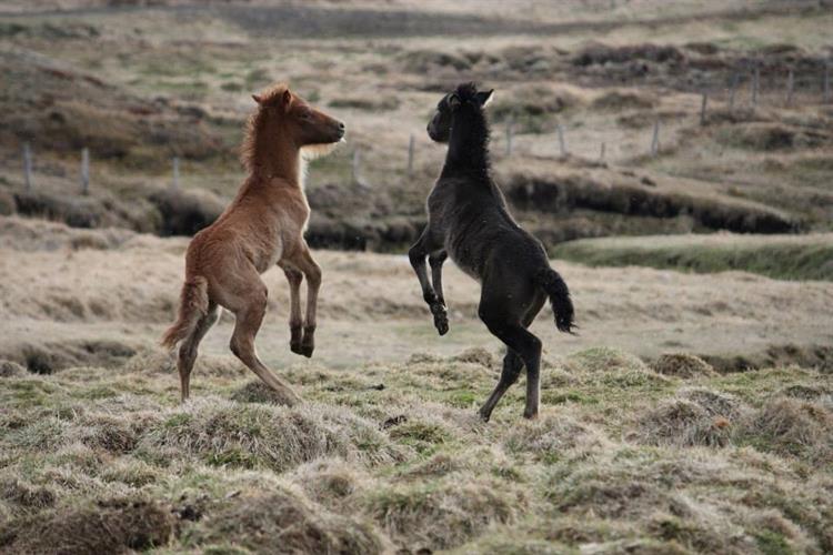 Icelandic foals dancing. photo: Linda Hensel