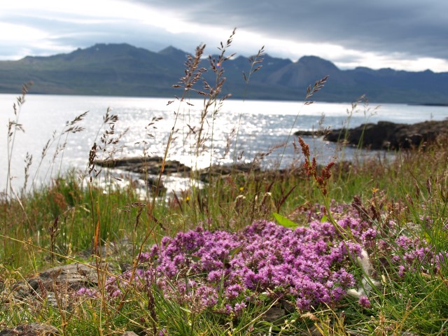 Wild thyme in East Iceland