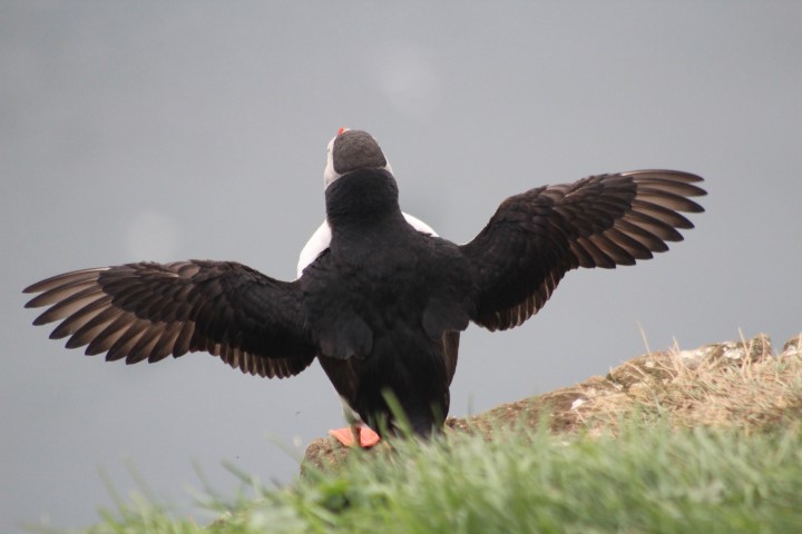 Puffins in PapeyG