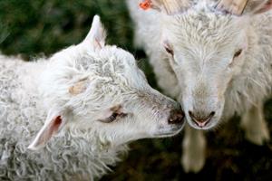 The lambs Tína and Tönn